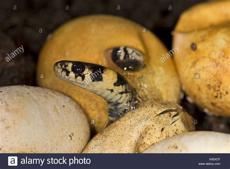 Snake Eggs Hatching High Resolution Stock Photography and Images - Alamy