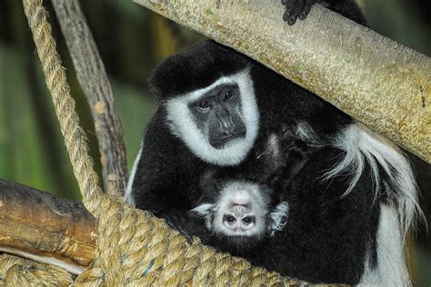 Colobus Monkey | The Maryland Zoo