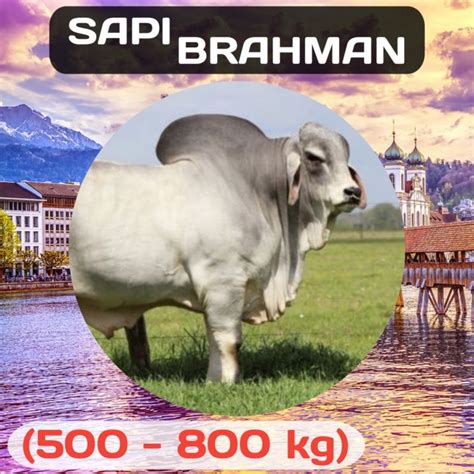 Sapi Brahman (HEWAN QURBAN) | Lazada Indonesia