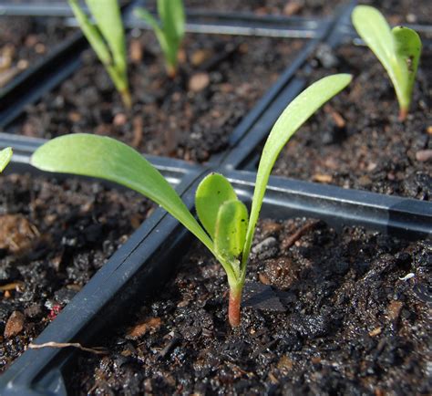 Calendula seedling – Higgledy Garden