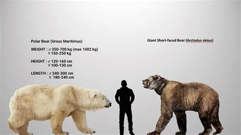 Accurate size comparison between the giant short-faced bear and the ...