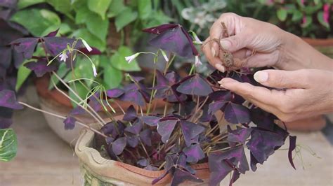 How to Care For Purple Shamrock Plant in Winter|Oxalis Propagation and ...