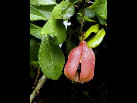 Ackee poisoning in Jamaica | Health | Jamaica Gleaner