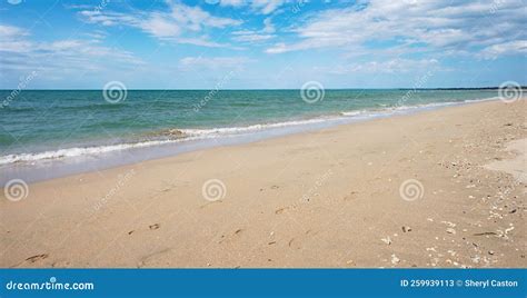 Sea Shells on a Sandy Beach Stock Image - Image of background ...