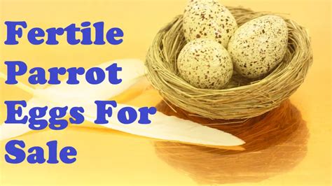 Fertile Parrot Eggs for Sale - All Pets Journal