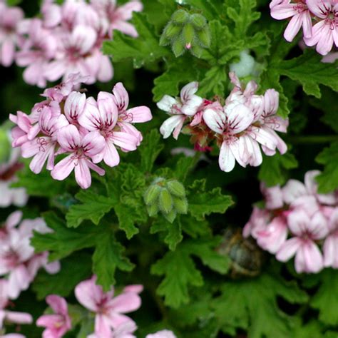 Pelargonium graveolens - Wildflower Nursery