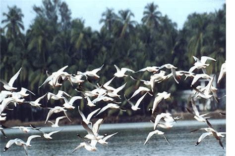 Olango Island Wildlife Sanctuary, Philippines - Dr Prem Travel & Tourism Guide, Consultancy ...