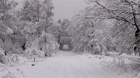 Winter Forest Scene, Netherlands [4000x2240] : r/HI_Res