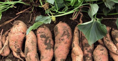 Growing Sweet Potatoes & Yams