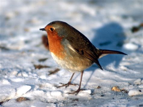 Robin In The Snow Free Stock Photo - Public Domain Pictures