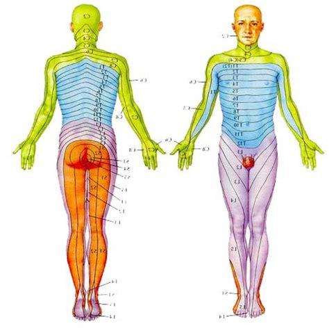 Diagram of Cervical Spine Nerves - Human Anatomy Body