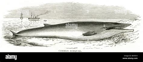 Rorqual común Balaenoptera physalus Rorcual Finback Razorback mamífero ...