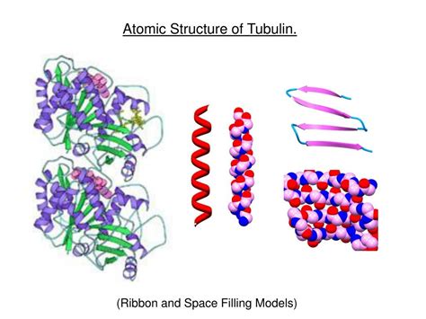 PPT - Atomic Structure of Tubulin. PowerPoint Presentation, free download - ID:6947551