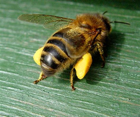 Honey Bee with full pollen baskets | Bee entering hive with … | Flickr