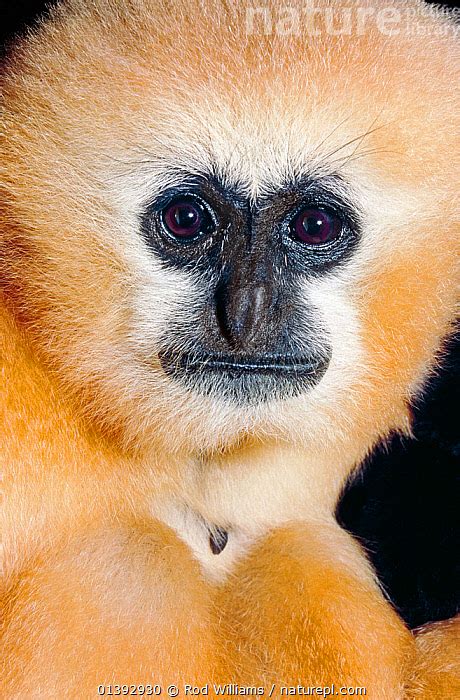 Nature Picture Library Northern / Chinese white-cheeked gibbon (Nomascus leucogenys) female head ...