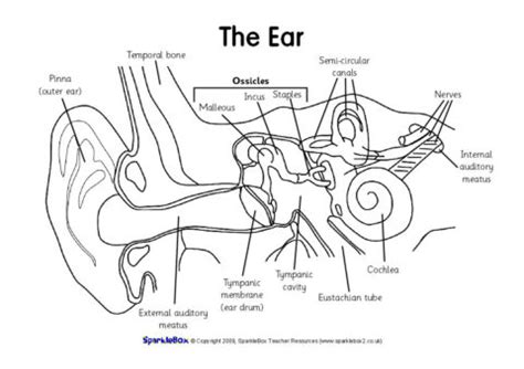 Labeled Diagram Of An Ear / Human Anatomy Lab: Ear Models / After labelling these parts, also do ...