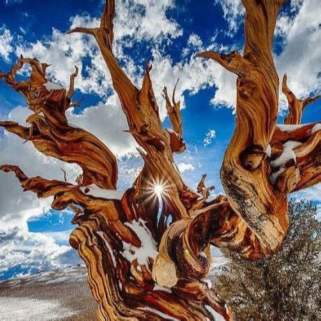 Bristlecone Pine Tree Seeds – SEEDTOPIA