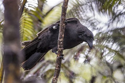 The Hawaiian Crow Is Once Again Extinct in the Wild | Audubon