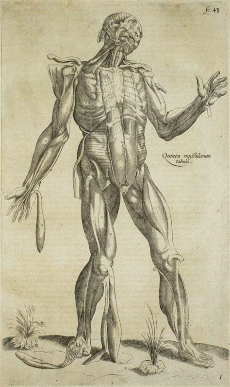 Andrea Vesalio - The Human Muscles - De Humani Corporis Fabrica - by Andrea Vesalio - 1642 For ...