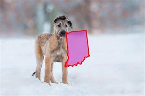 Top Irish Wolfhound Breeders in Indiana