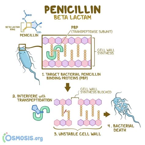 Osmosis’s Instagram profile post: “Penicillins are antibiotics that belong to the group of beta ...