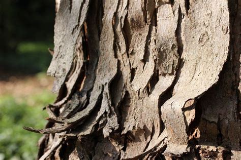 29 year old silver maple bark........ | 29 years old, Photography, Texture