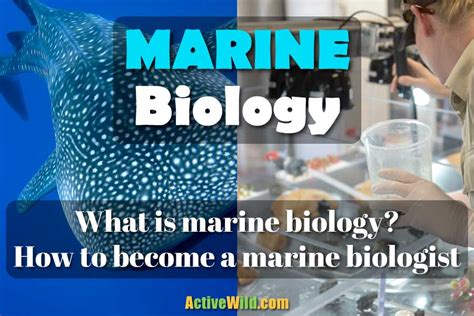 Marine Biology And The Role Of A Marine Biologist