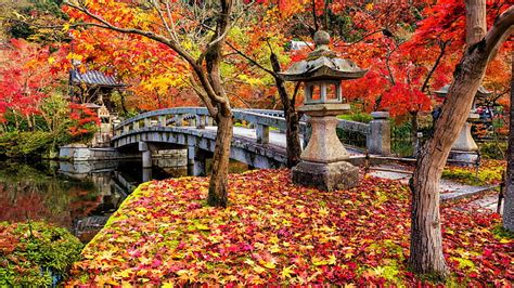 Online crop | HD wallpaper: branch, japan, kyoto, autumn foliage ...