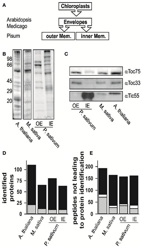 The proteome analysis. (A) Schematic representation of which fractions ...