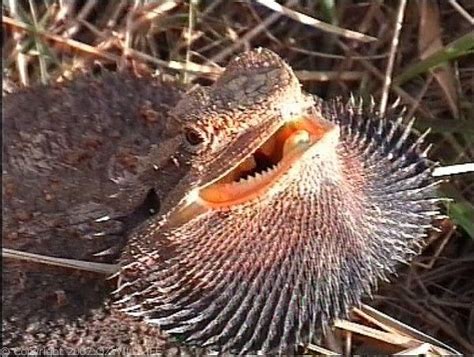 Bearded Dragon (Pogona barbata)