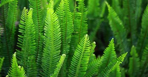 Creating A Fern Garden | Fasci Garden