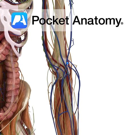 Radial recurrent artery - Pocket Anatomy