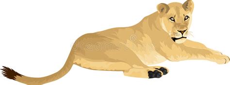 clip art lioness 20 free Cliparts | Download images on Clipground 2024