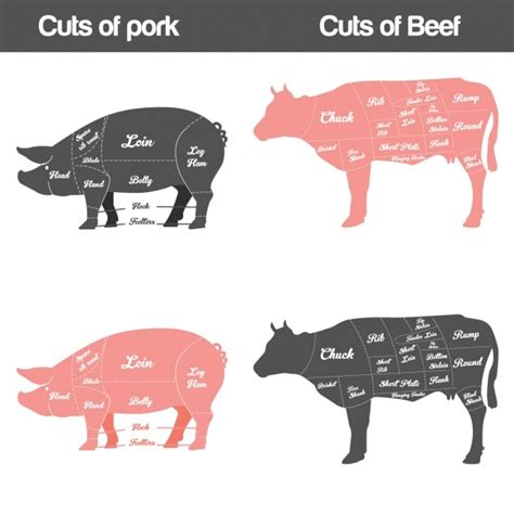 Free Vector | Different types of meat