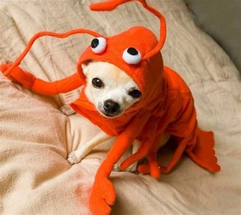 Ten Claw-snapping Funny Dogs Dressed as Lobsters