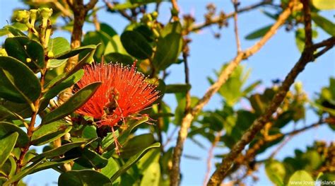 Ohia Lehua | Big Island Mythology | Hawaii