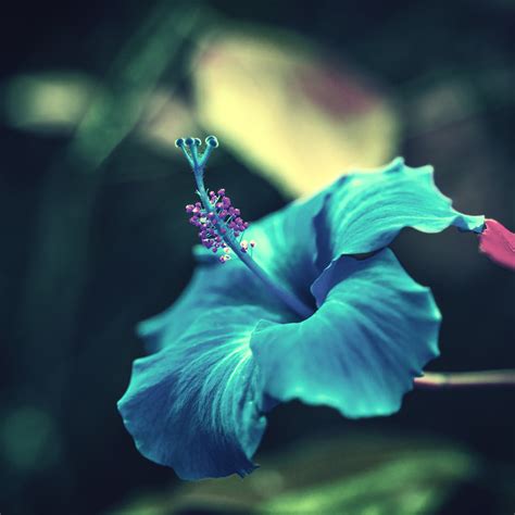 Focus photo of teal flower HD wallpaper | Wallpaper Flare