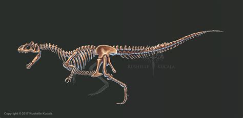 Allosaurus Fragilis Skeleton Study (No Labels) by TheDragonofDoom on ...