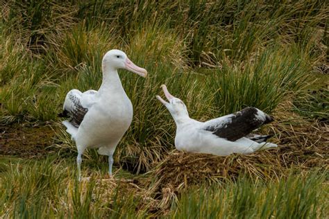 70+ Albatross Wingspan Stock Photos, Pictures & Royalty-Free Images - iStock