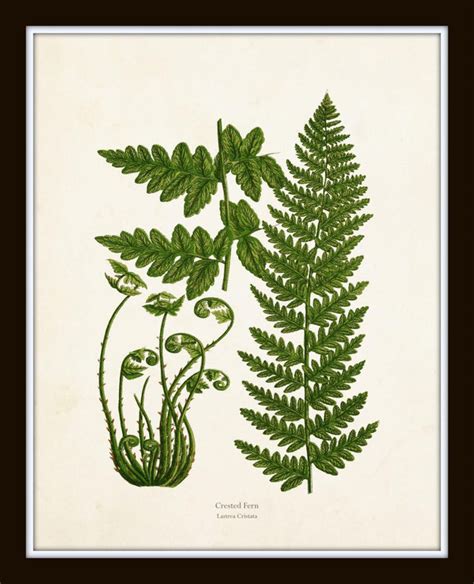 Vintage Ferns Print Set No. 26 Giclee Botanical Art | Etsy