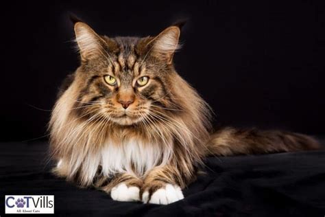 12 Stunning Maine Coon Colors and Patterns (With Pictures)