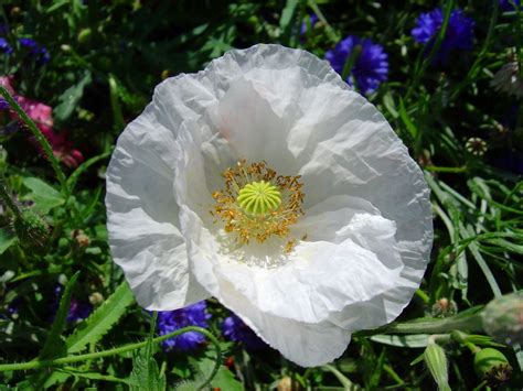 White poppy (Arctomecon merriamii) | Annual flowers, Flower seeds ...