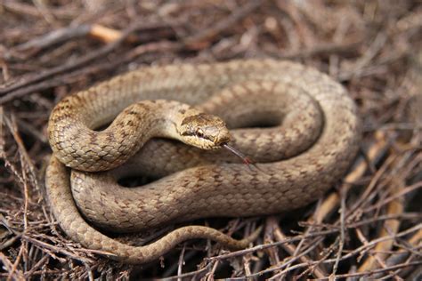 Identify UK snakes | The Wildlife Trusts