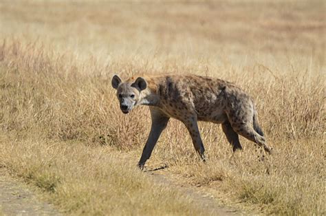 Elderly man mauled by hyenas in night attack - Australian Seniors News