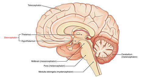 Diencephalon – Earth's Lab