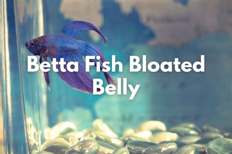 Betta Fish Bloated Belly - Causes, Symptoms and Recommended Treatment ...