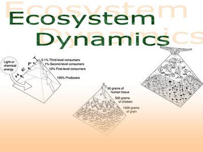 Biology Knights: POWER POINT: ECOSYSTEM DYNAMICS