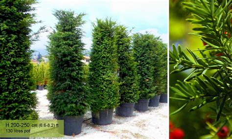 Tall Shrubs For Shade That Will Add Height And Beauty To Your Garden ...