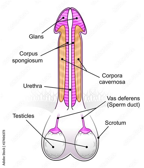 Penis/testicles diagram Stock Illustration | Adobe Stock