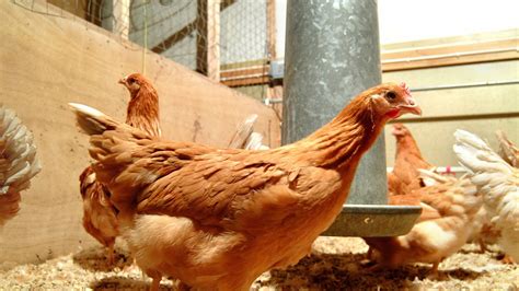 Cheap drugs could be made via genetically modified chicken eggs ...